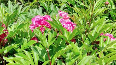 Bahçede yeşil yapraklı güzel pembe şakayıklar açar.