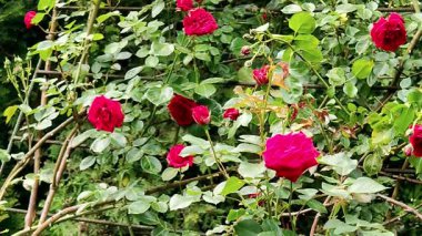      Parktaki kırmızı güller videoda