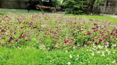 Parkta çiçekleri olan güzel bir çiçek tarlası.