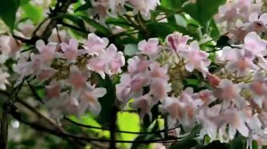 Parkta pembe bir ağaç olan güzel beyaz çiçek.