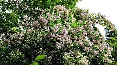 Güzel botanik fotoğrafı, doğal duvar kağıdı.
