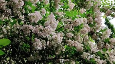 Parktaki deoda güzel beyaz bir çiçek.