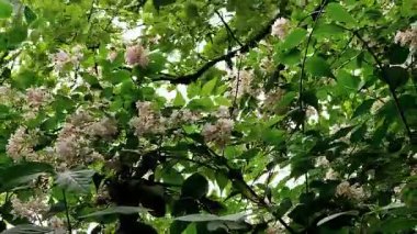 Rüzgar dalları beyaz çiçeklerle sallıyor, eşsiz bir güzellik.