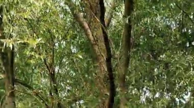Bu video, ağaçlarda yiyecek bulan kuşları gösteriyor..