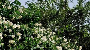 Bu video parkta çiçek açan yasemin ağacını gösteriyor, çok güzel kokulu beyaz çiçekler.