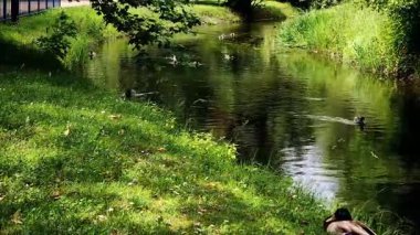 Bu video, şehir parkındaki bir derede yüzen vahşi ördekleri gösteriyor..