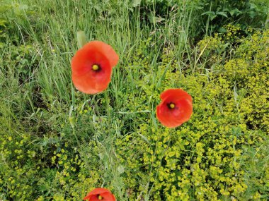 Bahçede güzel kırmızı gelincik çiçekleri