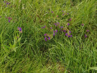 Bahçedeki yeşil çimenler