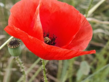 Yeşil çimlerde kırmızı haşhaş çiçeği