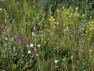 Bahçedeki güzel çiçekler