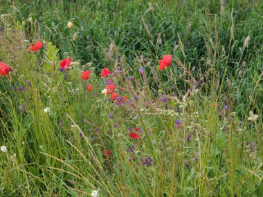 Çayırda kırmızı haşhaş