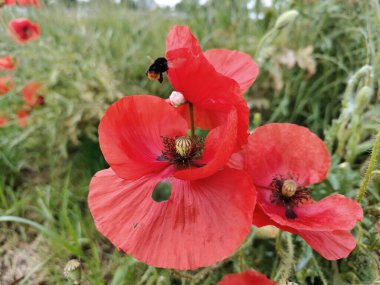 Bahçede kırmızı haşhaş