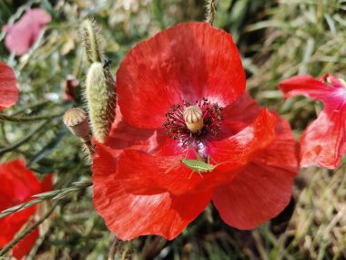 Bahçede kırmızı gelincik çiçeği
