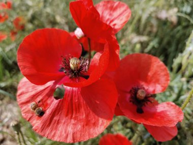 Kırmızı haşhaş tarlada