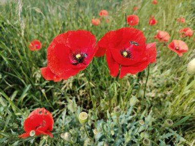 Bahçedeki güzel çiçekler