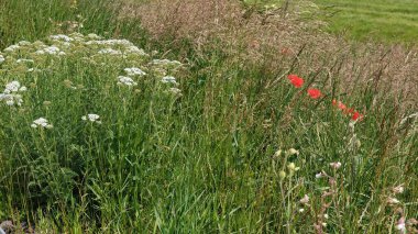Yabani çiçekler tarlası