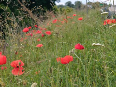 Kırmızı haşhaş tarlada