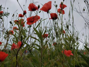 Kırmızı gelincikler tarlada