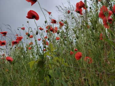 Kırmızı gelincikler tarlada