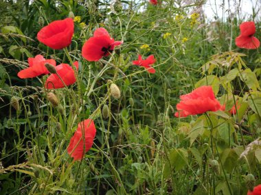 Yeşil arka planda kırmızı gelincikler