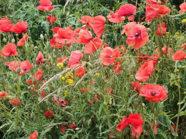 Bahçede kırmızı gelincikler