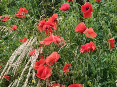 Yazın bahçede haşhaş çiçekleri
