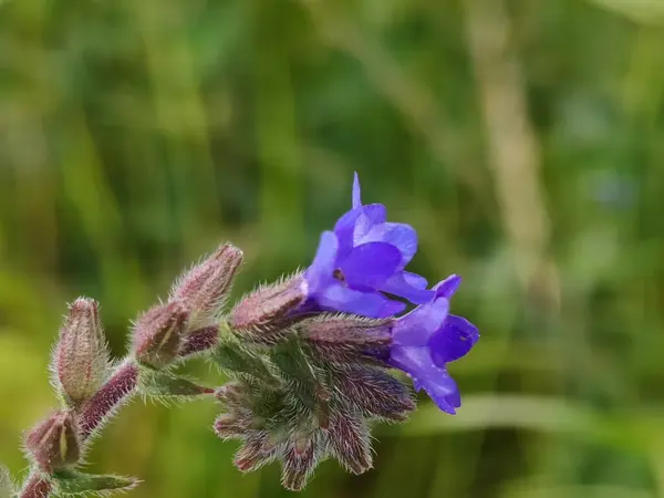 Açık büyüyen renk çiçekler yakın