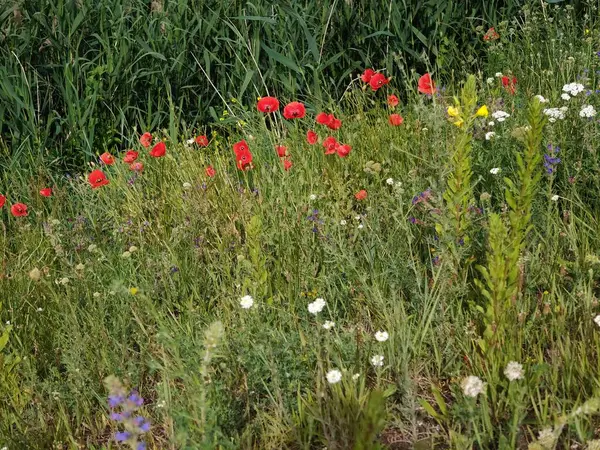 kırmızı gelincik çiçekleri yaz çayırında.