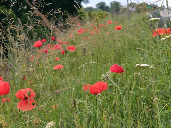 Kırmızı haşhaş tarlada