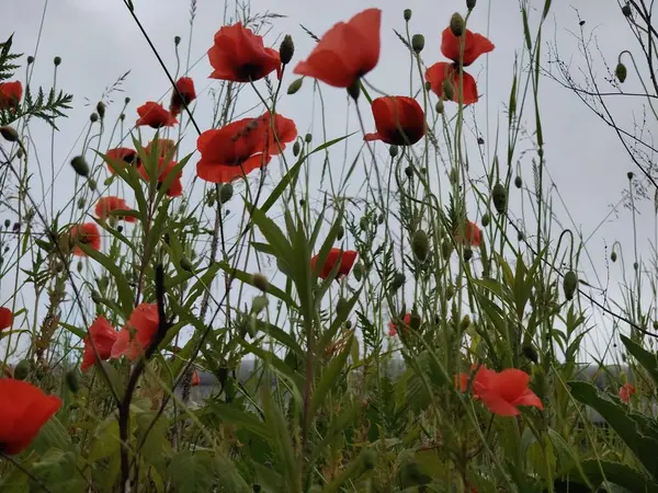 Kırmızı gelincikler tarlada