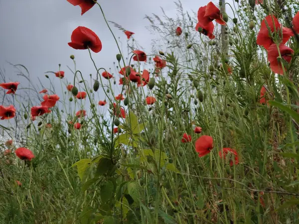 Kırmızı gelincikler tarlada