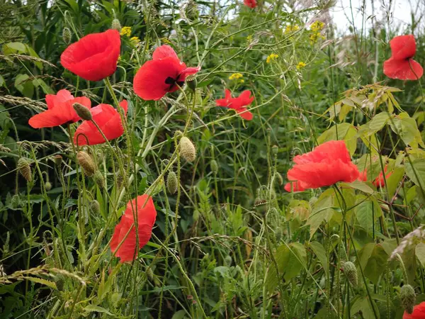 Yeşil arka planda kırmızı gelincikler