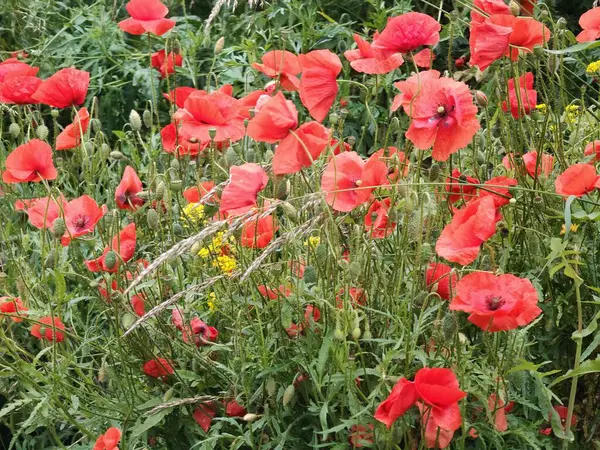 Bahçede kırmızı gelincikler