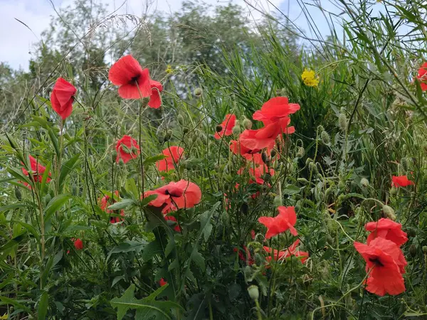 Bahçede kırmızı haşhaş
