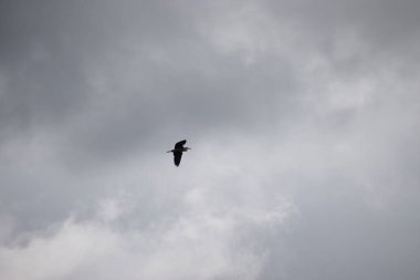 Bulutlu bir gökyüzüne doğru uçan bir martının yakın plan çekimi.