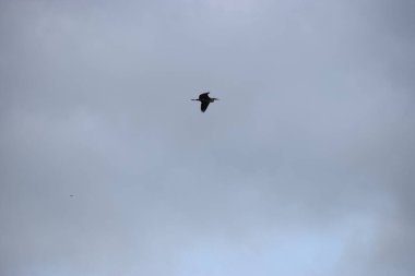 Gökyüzü arka planında uçan kuş