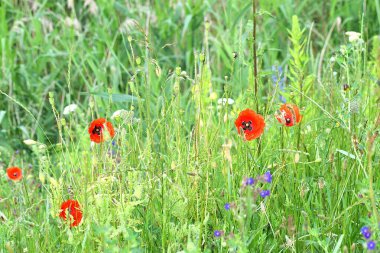 Çayırdaki kırmızı çiçekler