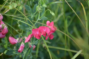 Bahçedeki güzel kırmızı çiçekler