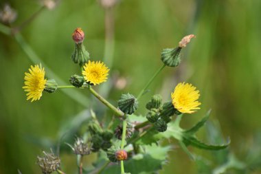 Bahçedeki sarı çiçek