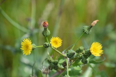 Bahçedeki güzel sarı çiçekler