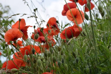 Çayırda haşhaş kırmızı çiçekler.