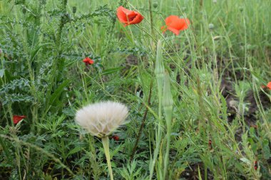 Güzel kırmızı gelincikler ve çayırdaki diğer çiçekler.