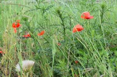 tarladaki gelincikler.