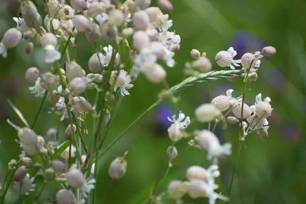 Bahçedeki güzel çiçekler