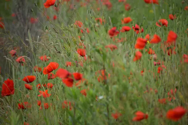 Kırsalda kırmızı haşhaş çiçekleri.