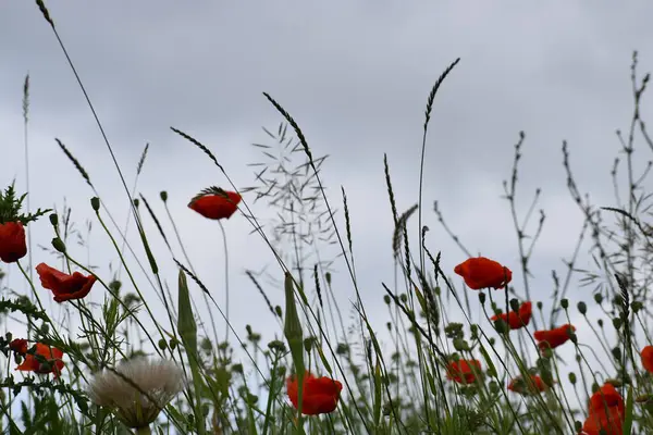 Gökyüzüne karşı kırmızı haşhaş