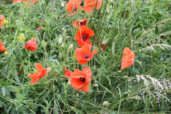 Bahçede güzel kırmızı gelincikler. Yaz çiçekleri. gelincikler.