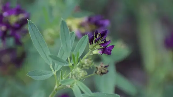 Güzel botanik fotoğrafı, doğal duvar kağıdı.