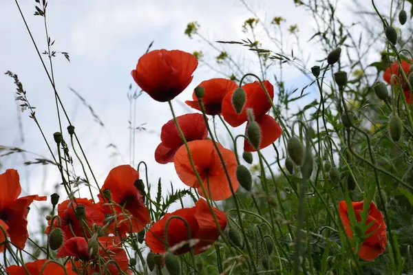 Çayırda güzel gelincik çiçekleri