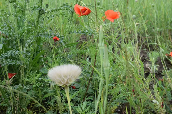 Güzel kırmızı gelincikler ve çayırdaki diğer çiçekler.